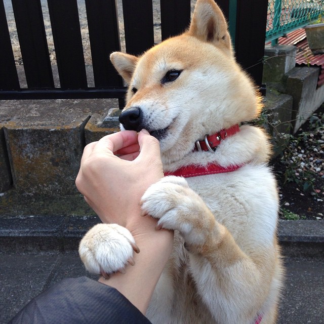 唯一性的双重奏,巴黎轻取巴西与拉亚的西决传奇