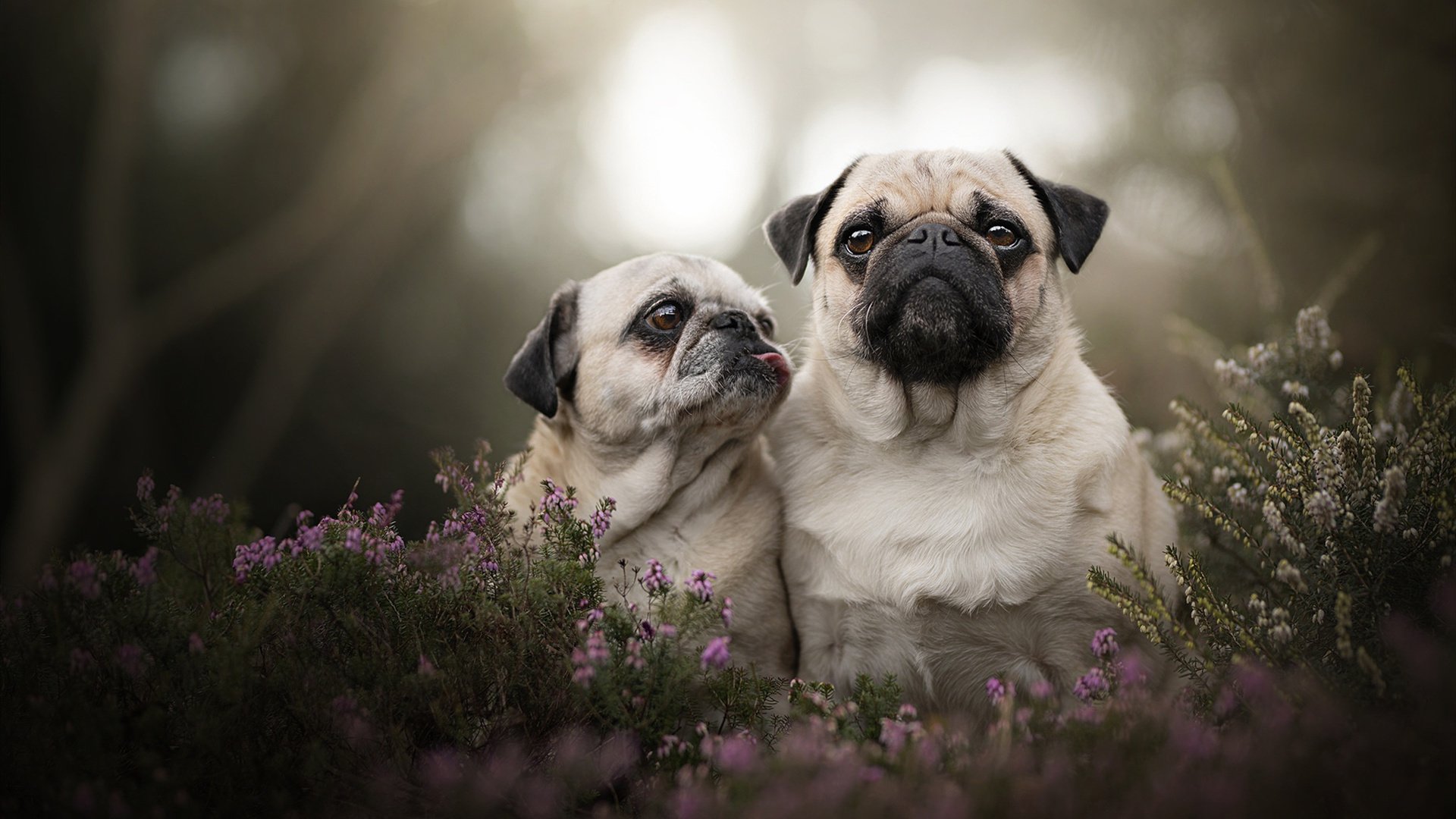 魔改版奇才的致命一击，当哈登在洛杉矶投下惊雷