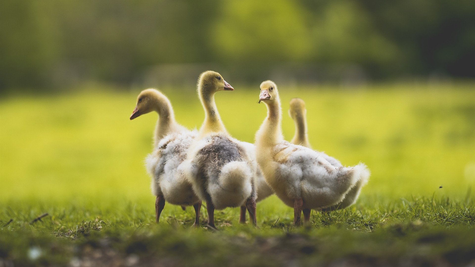 当铁壁遇见樱花,洪都拉斯的战术纪律与久保建英的天才闪耀—两代足球哲学的无声对话