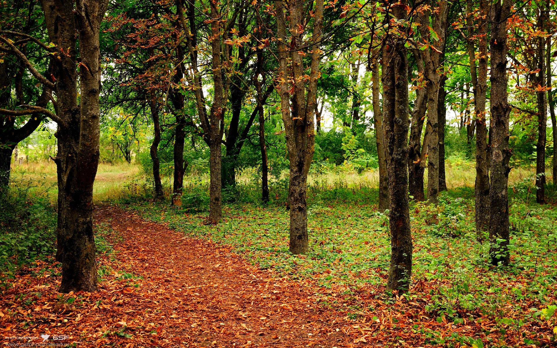 帕尔默星光闪耀，奥地利对阵土耳其一战提前终结悬念