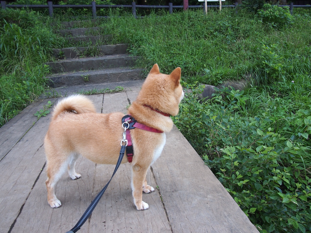 记一场虚构的洛杉矶往事，当库里空降快船对决76人的生死战